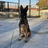 سگ مالینویز