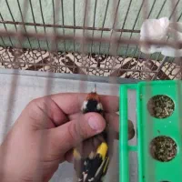 سهره رسمی پر خون جفتی امسال قدو قواره دار