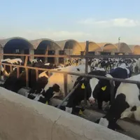 گوساله نر