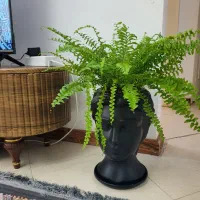 گل و گلدان|گل و گیاه طبیعی|گلبهار, شهر جدید گلبهار|دیوار