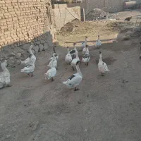 غاز دورگ قوغاز
