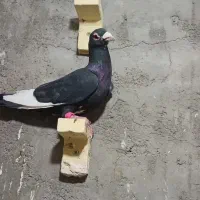 بیله پلنگ پریده