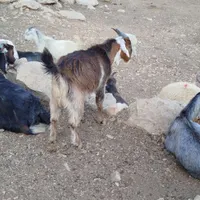 بی بز غاله گ|حیوانات مزرعه|اندیمشک, |دیوار