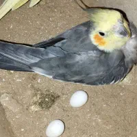 جفت عروس هلندی شرط مولد نر دستی ۳تا تخم هم دارن|پرنده|شوش, |دیوار