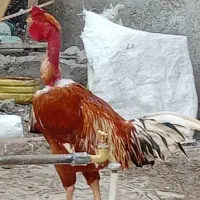 خروس