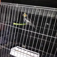 عروس هلندی نر