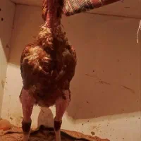 خروس لاری اصیل