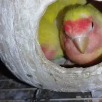 طوطی برزیلی|پرنده|مهدی شهر, |دیوار