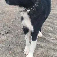 حیوان|حیوانات|گناباد, |دیوار