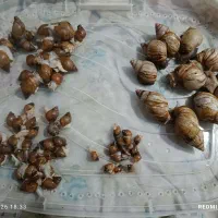 حلزون|خزنده|آبادان, |دیوار