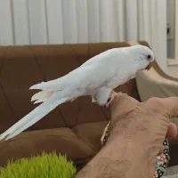 جوجه 4ماهه آلبینو ولوتینو وآبی تازه دونخور