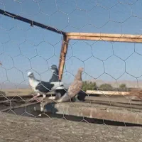 کفتر گرفتنی