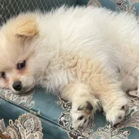 پامرخوشگل وبازیگوش