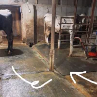 کفپوش گاو داری|حیوانات مزرعه|املش, |دیوار