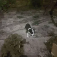 دوتاسگ نروماده کوچک قیمت امیلیون