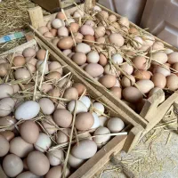 تخم مرغ محلی تازه تولید روزانه تا ۶۰۰ عدد|خوردنی و آشامیدنی|بجنورد, |دیوار