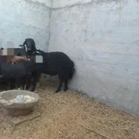 بره نر غوچ