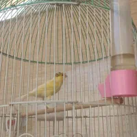 قناری نر گلاستر|پرنده|قم, علی آباد|دیوار