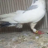 نر ابلغ سبز صید|پرنده|گلبهار, شهر جدید گلبهار|دیوار