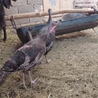 فروش سه عددبوقلمون ماده و تخم گذار