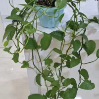 گل های پیتوس|گل و گیاه طبیعی|اسلام‌شهر, شهرک سعیدیه|دیوار