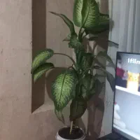 گل آپرتمانی|گل و گیاه طبیعی|ایوان, |دیوار