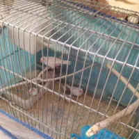 فنچ|پرنده|همدان, |دیوار