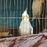 یک جفت عروس هلندی رام و دستی با لوازم