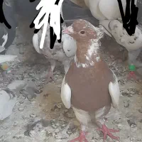 کبوترخوب|پرنده|مشهد, بلال|دیوار