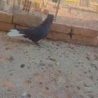ماده زاغ دم سفید