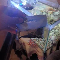 یک عدد آکواریوم|ماهی|الوند, |دیوار