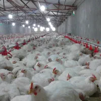 جوجه گوشتی