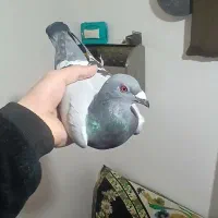 کبوتر دوبر|پرنده|اردبیل, |دیوار