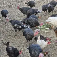بوقلمون ماده تخمگذار برنز