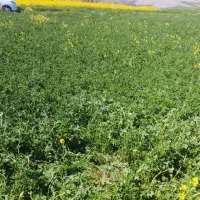 زمین-کشاورزی-آبی