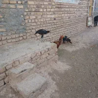 لاری