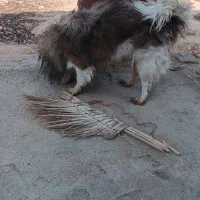 سگ تیبتان اسپانیل|سگ|بهبهان, |دیوار