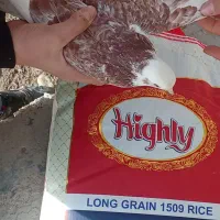 کبوتر|پرنده|سیلوانه, |دیوار