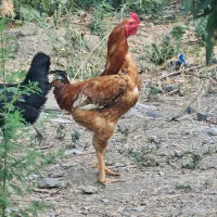 خروس دو رگه