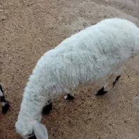 گوسفندماده|حیوانات مزرعه|کرباسک, |دیوار