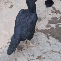 مرغ لاری اصل