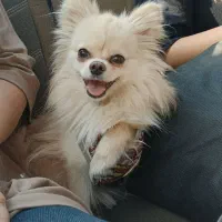 واگذاری سگ پامرنین روباهی موقتی