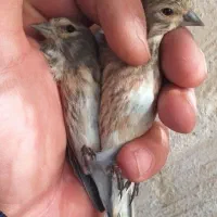 سهره گلبسر بالغ|پرنده|قزوین, |دیوار