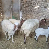 میش و بره