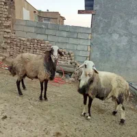 قوچ مهربان