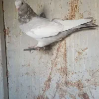 سینه سوسنی و تعدادی رنگی|پرنده|شیراز, باهنر|دیوار