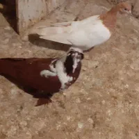 باسلام ککیلی نر جوان|پرنده|اردبیل, |دیوار