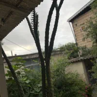 کاکتوس