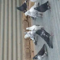 فروش کبوتر|پرنده|کویرات, |دیوار