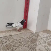 کبوتر جوجه کله